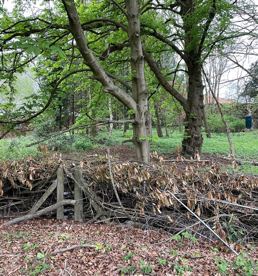 Jardin envahi par les herbes hautes et broussailles