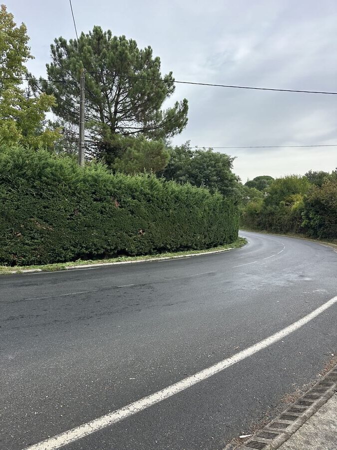 Arboriste en hauteur dans un grand arbre à Bassens