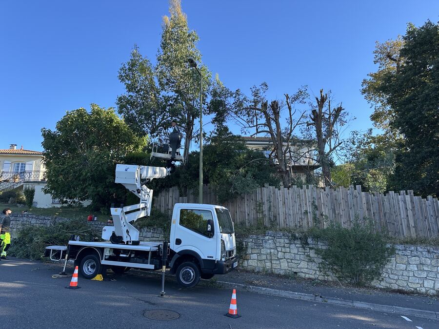 Nacelle d'élagage positionnée près d'un arbre