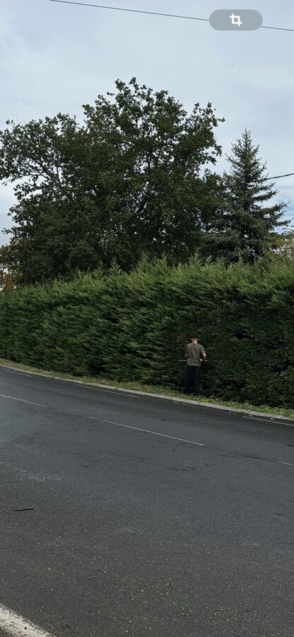 Pelouse et haie entretenues